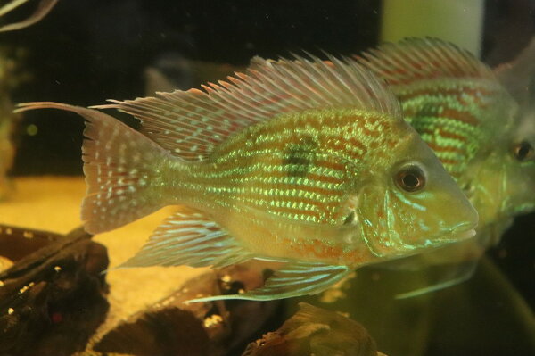 ゲオファーガス スベニ
